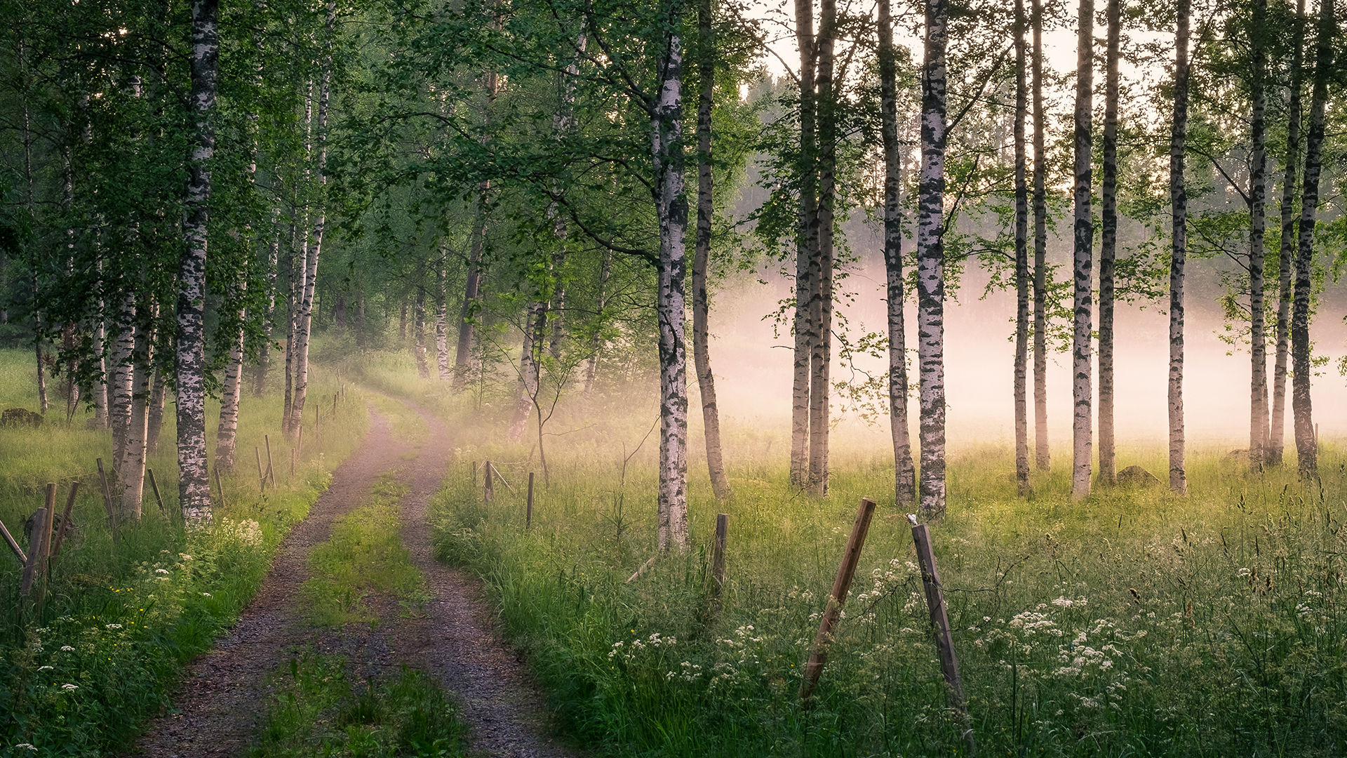 en skir björkskog en dimmig sommarmorgonmorgon