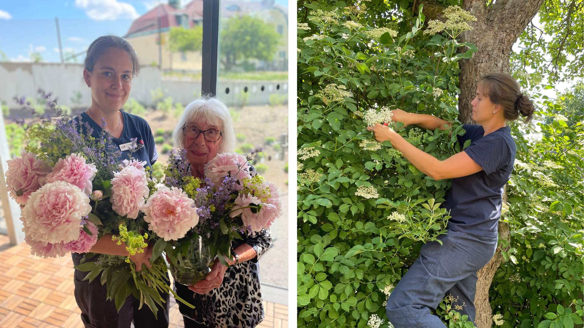 två bilder. den ena på camille, en boende och blommor från ednahemmets trädgård, den andra är camille iförd med att plocka fläderblommor.