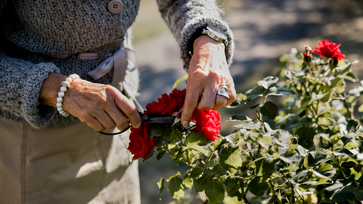 en kvinna klipper vackra röda blommor med en gammeldags sax