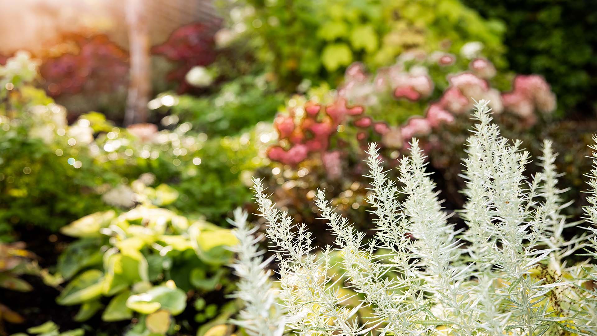 Vackra blommor i en rabatt på ett av erstas äldreboenden