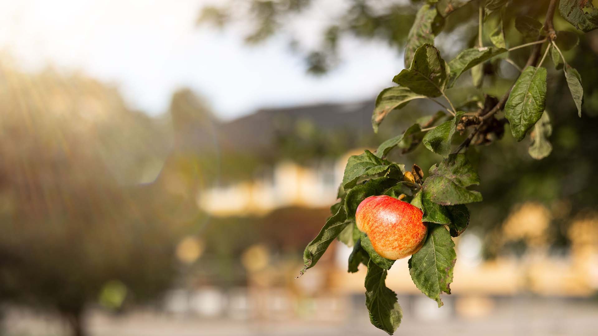 höstbild med ednahemmet i bakgrunden och ett äpple i förgrunden