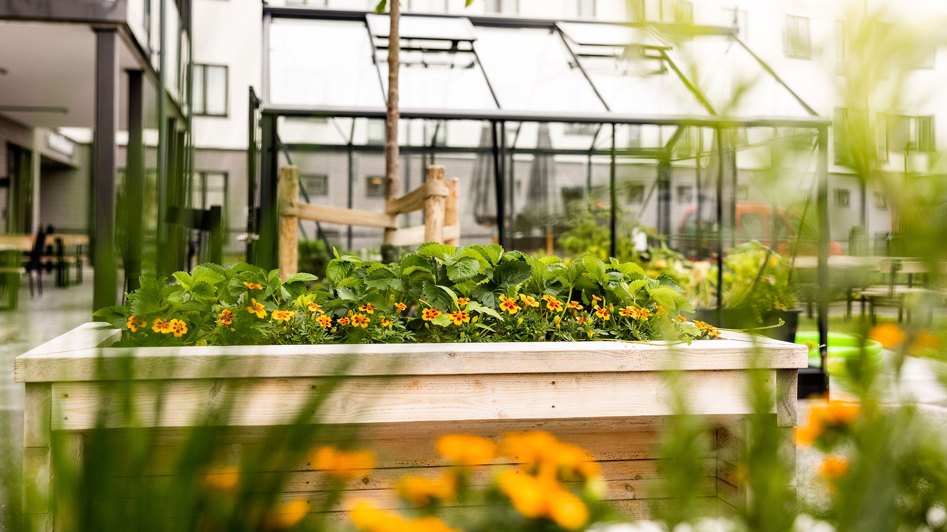 i förgrunden blommor i juliahemmets trädgård, i bakgrunden ett stort växhus