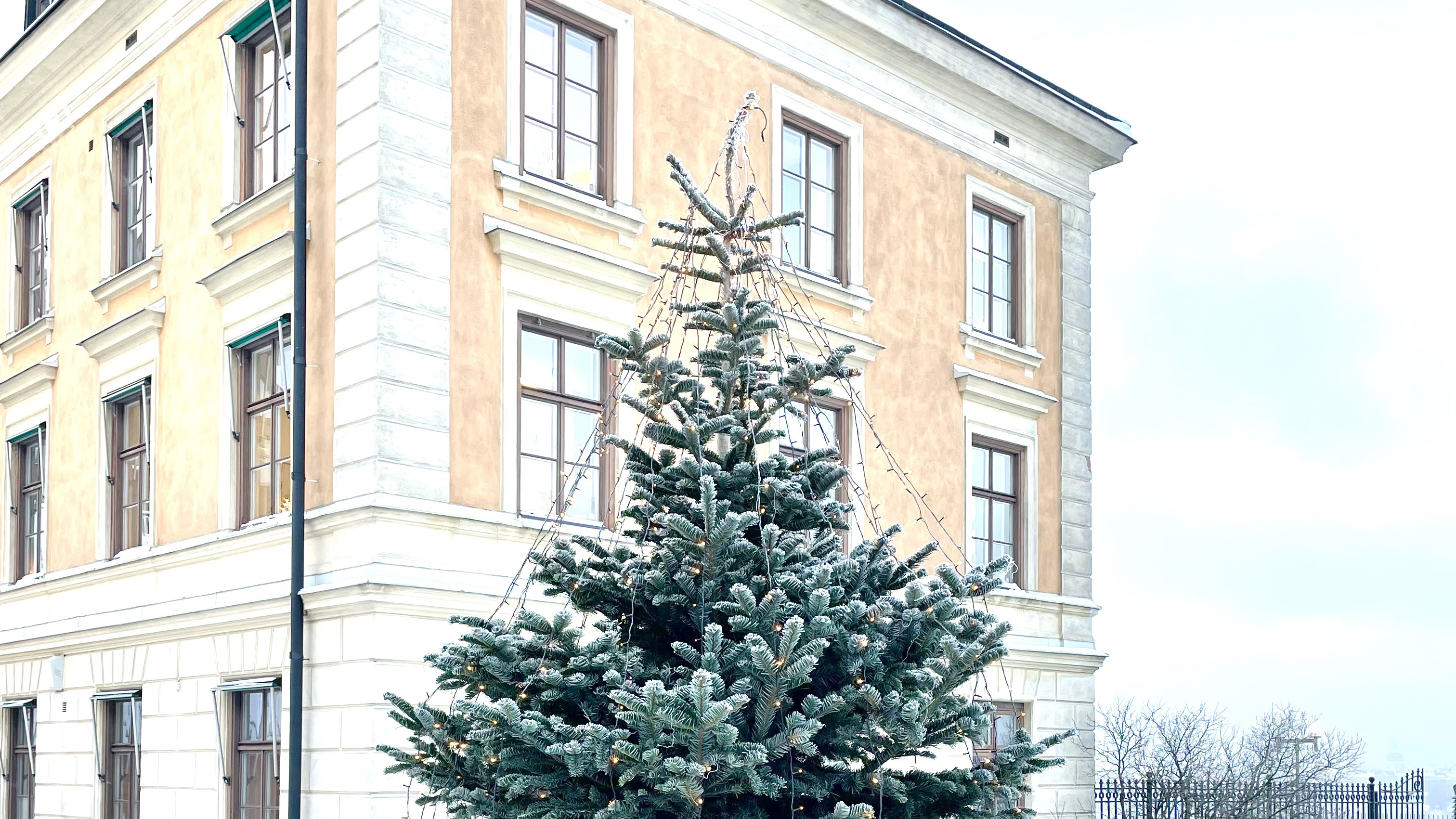 En vintrig gran framför Ersta terrass