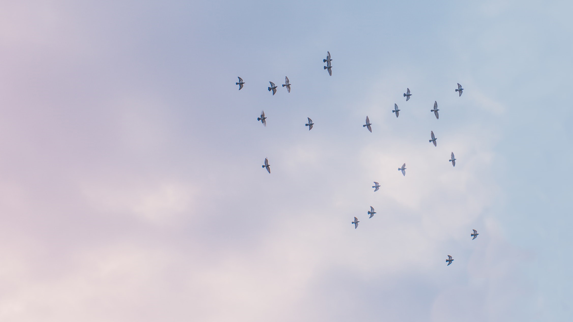 en flock duvor mot en blårosa himel