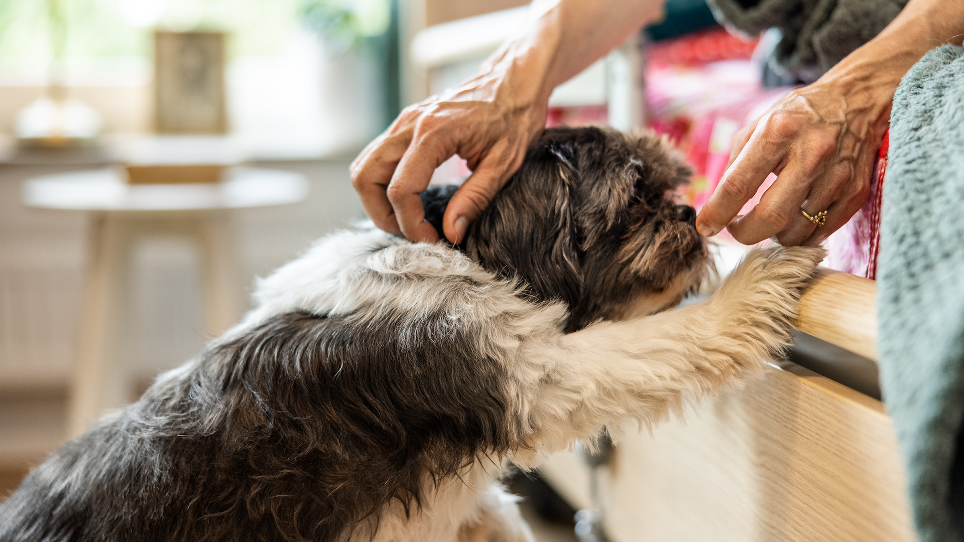 Person i en säng klappar svart och vit hund