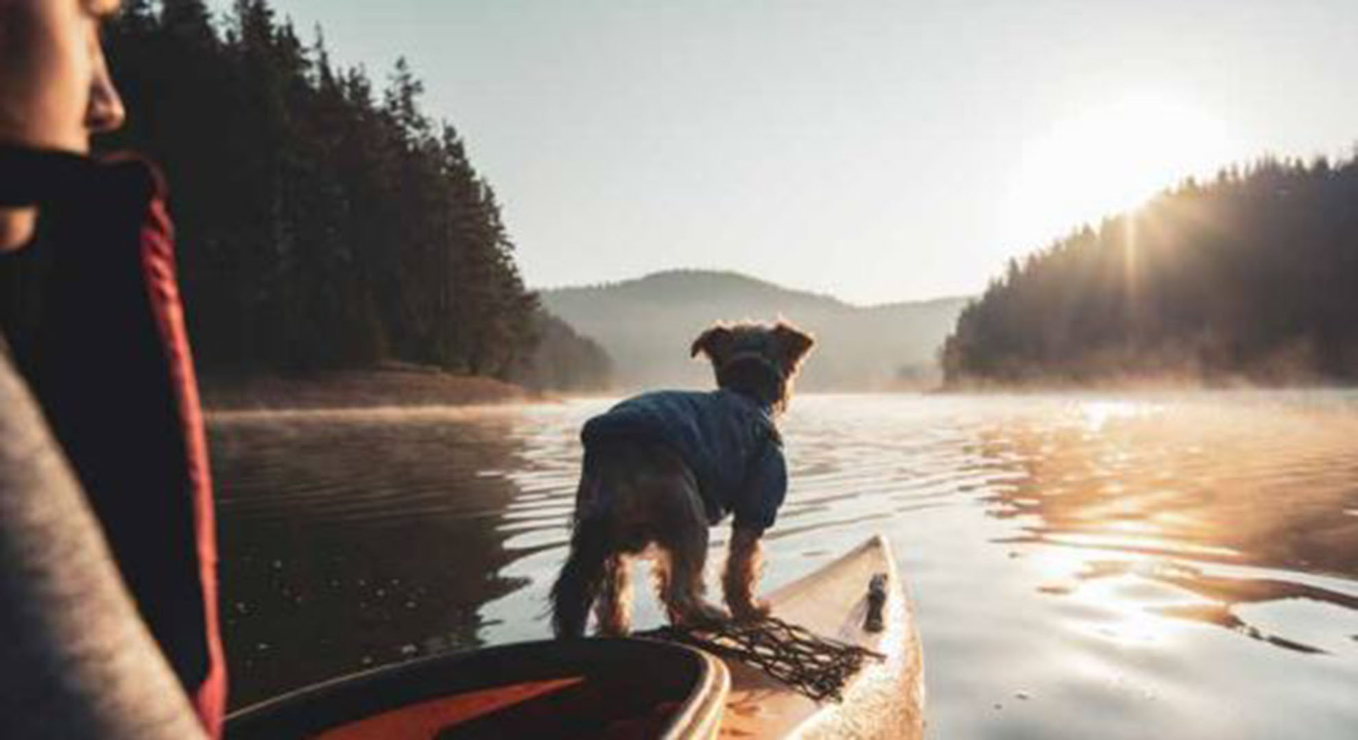 Bild på en hund i fören på en kanot